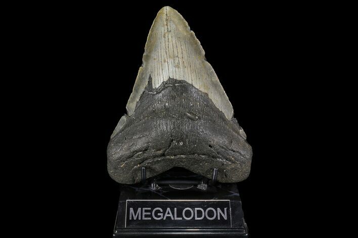 Giant, Fossil Megalodon Tooth - North Carolina #109762
